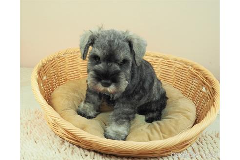 成約済の埼玉県のミニチュアシュナウザー-155044の2枚目
